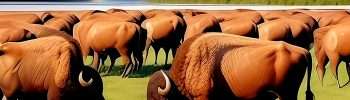 Join the TATANKA HERD