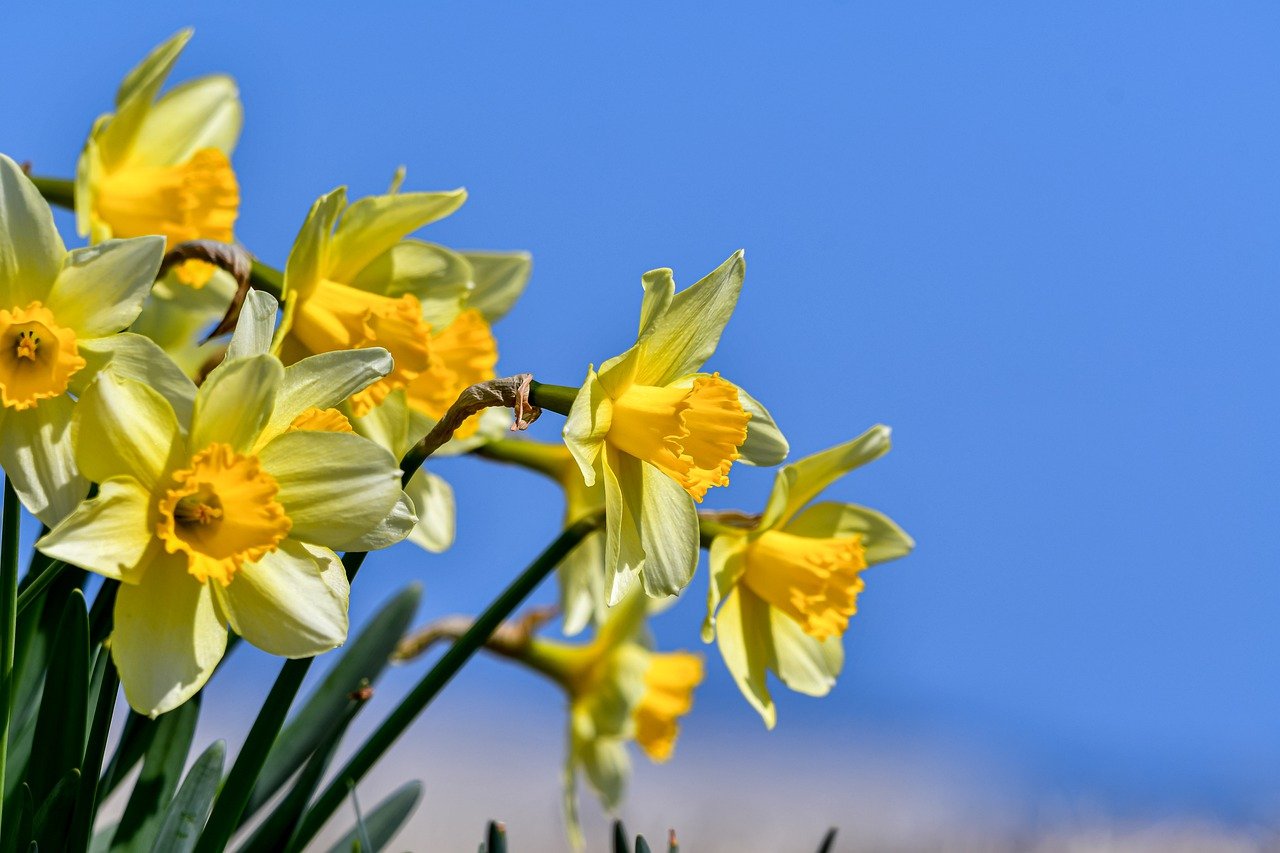 March Morning, 'Merica (Dawns & Daffodils)