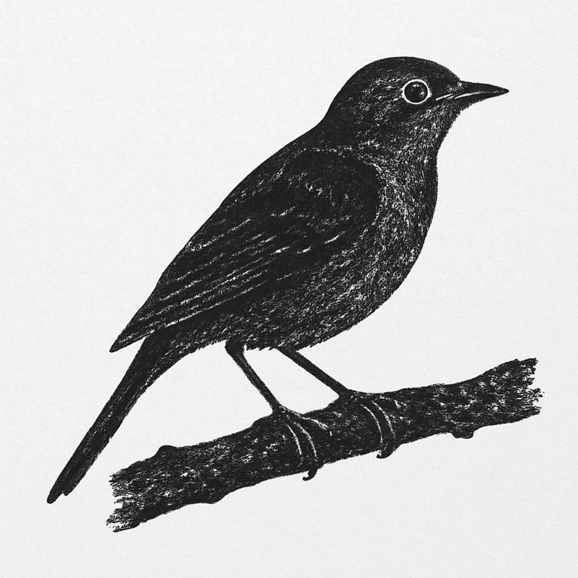nightingale